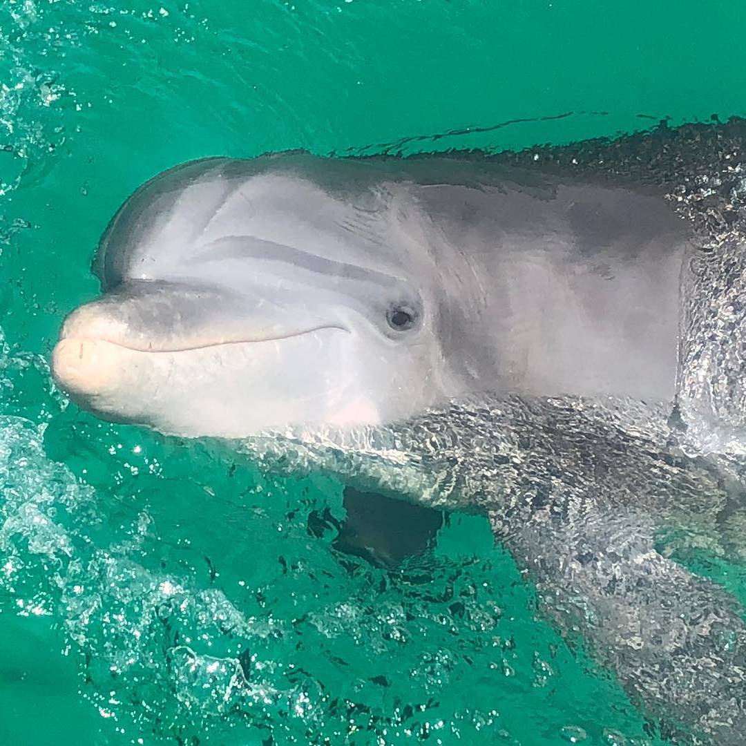 Dolphin in the Gulf of Mexico near our Panama City Beach condo rentals 